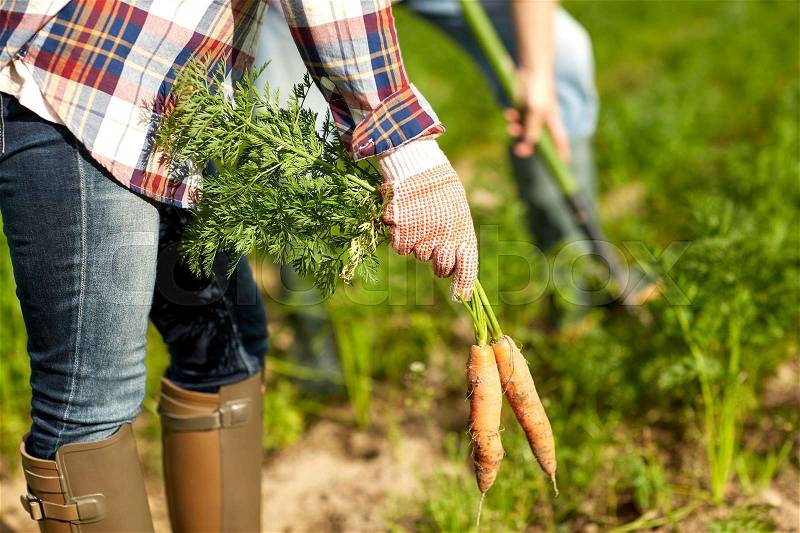 Farming, gardening, agriculture, harvesting and people concept - farmer picking carrots at farm, stock photo