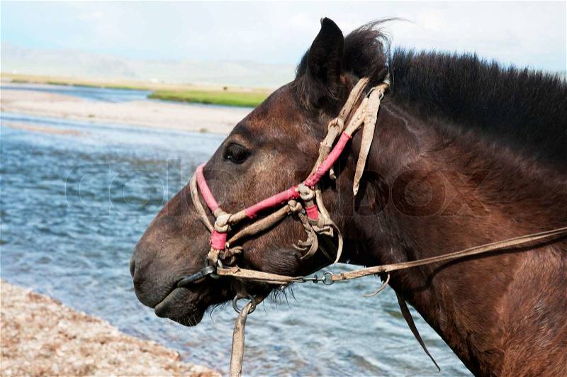 Portrait of a Mongolian horse in harness beside river, stock photo