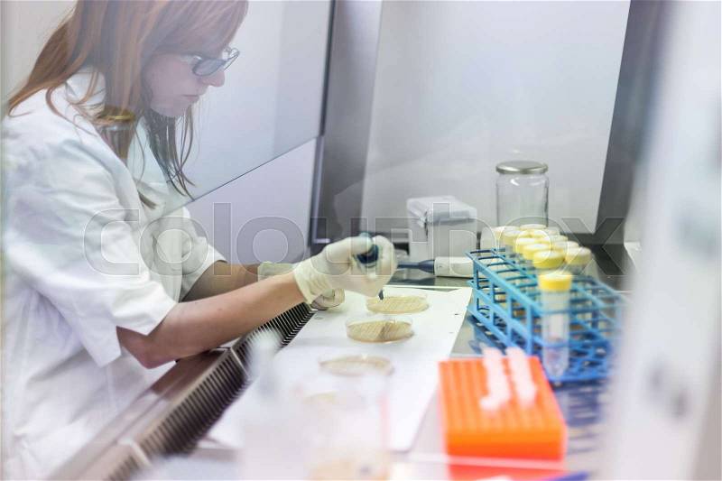 Female scientist researching in laboratory, pipetting cell culture medium samples in laminar flow. Life science professional grafting bacteria in the pettri dishes. Photo taken from laminar interior, stock photo