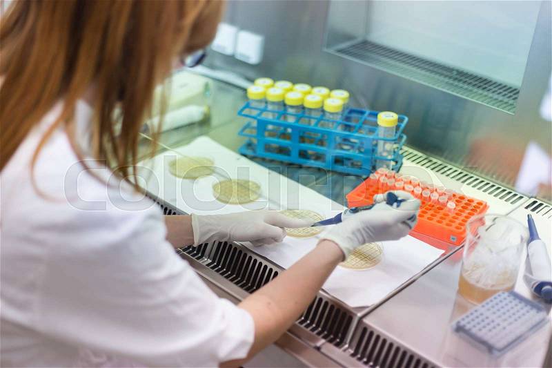 Female scientist researching in laboratory, pipetting cell culture medium samples in laminar flow. Life science professional grafting bacteria in the pettri dishes, stock photo