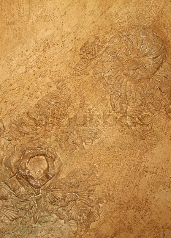 Shell in stone sediment abstract background site, stock photo