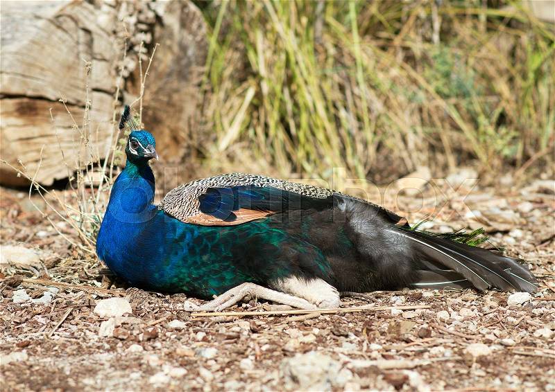 Blue peacock lying in the forest, stock photo