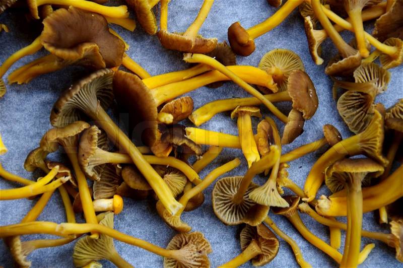 A plate filled with fresh funnel chanterelles, stock photo