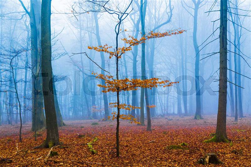 Fantasy forest with fog and orange foliage, stock photo