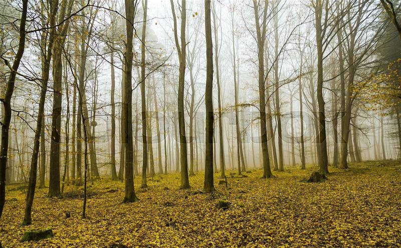 Fantasy forest with fog and yellow leaves, stock photo