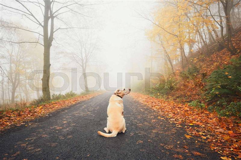 Alone dog in mysterious fog in autumn. Labrador retriever waiting on the rural road, stock photo