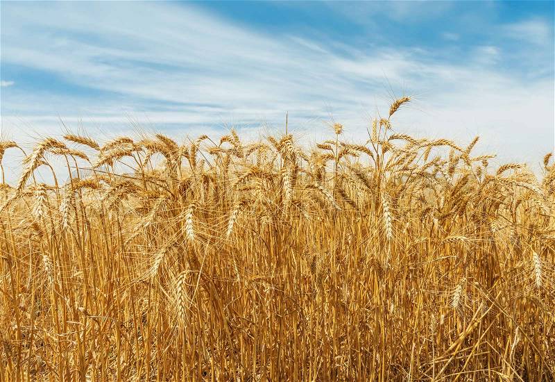 Golden harvest field and blue sky, stock photo