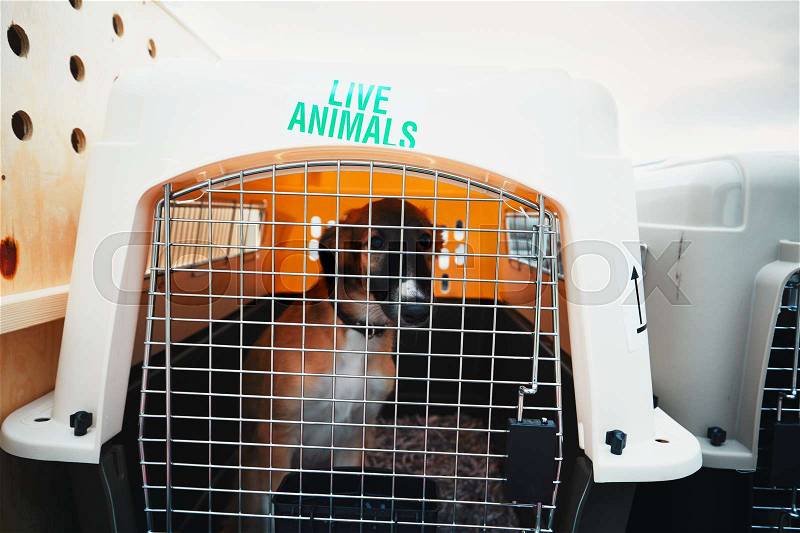 Dog traveling by airplane. Box with live animals at the airport. , stock photo