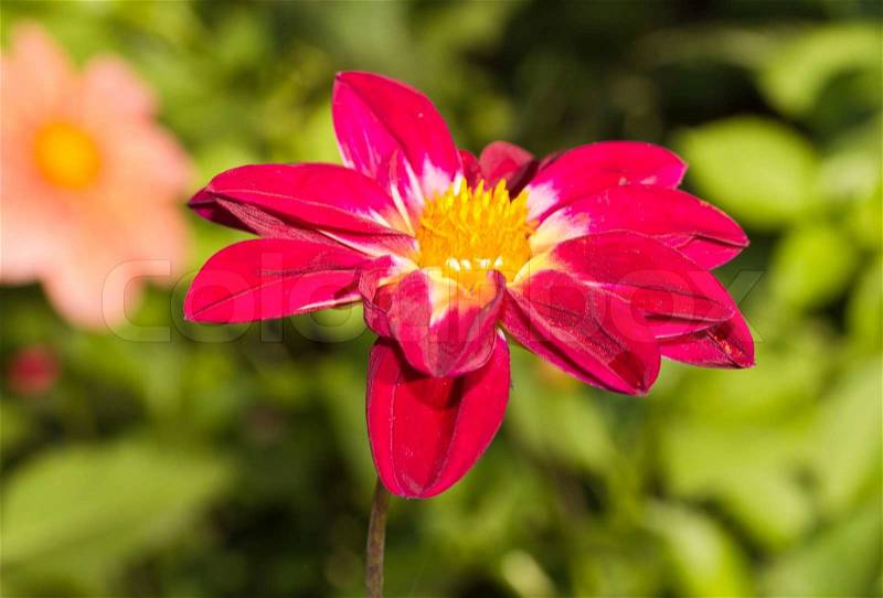 Flower maroon, stock photo