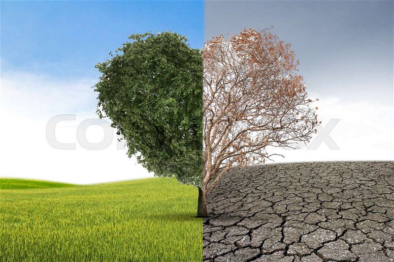 Tree heart death in half concept of climate has changed. Half alive and half dead tree standing at the crossroads. Save the environment, stock photo