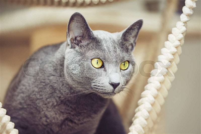 Curious russian blue cat at the home, stock photo