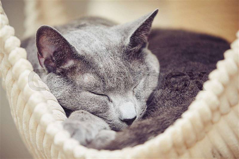 Sleepy russian blue cat at the home, stock photo