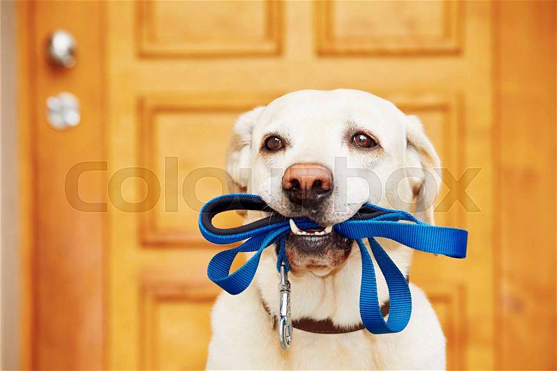 Labrador retriever with leash is waiting for walk, stock photo
