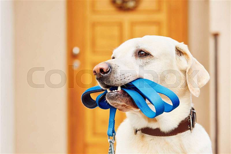 Labrador retriever with leash is waiting for walk, stock photo
