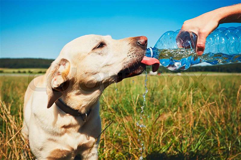 Hot day with dog. Thirsty yellow labrador retriever drinking water from the plastic bottle his owner, stock photo