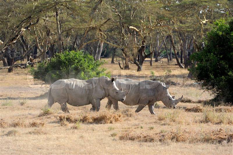 African white rhino, National park of Kenya, stock photo