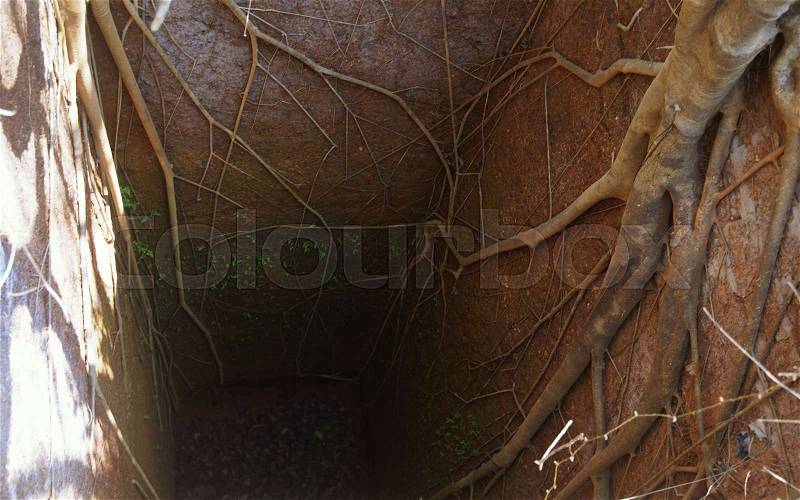 Ancient deep well with roots of banyan tree. India. Goa, Portugal fort. Natural light and colors, stock photo