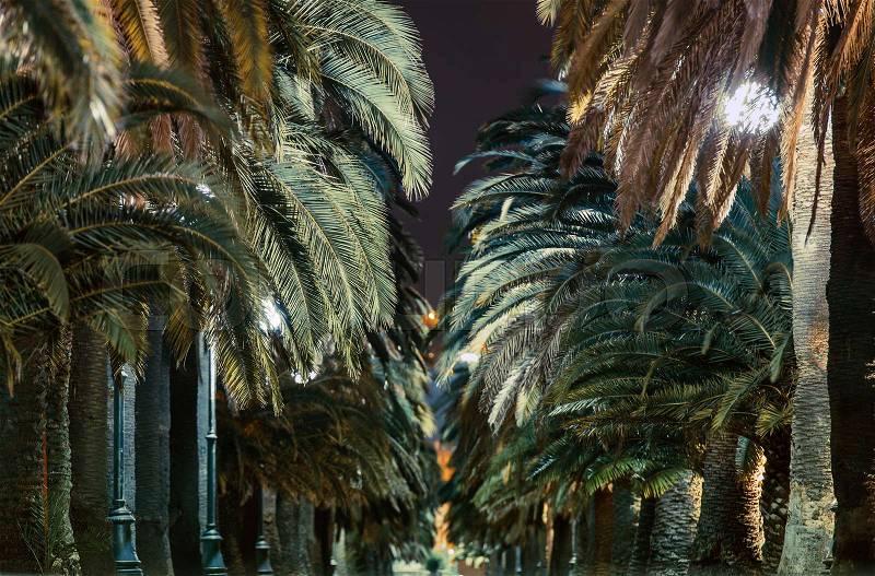 Palm Trees Alley at Night. Nature Photo, stock photo