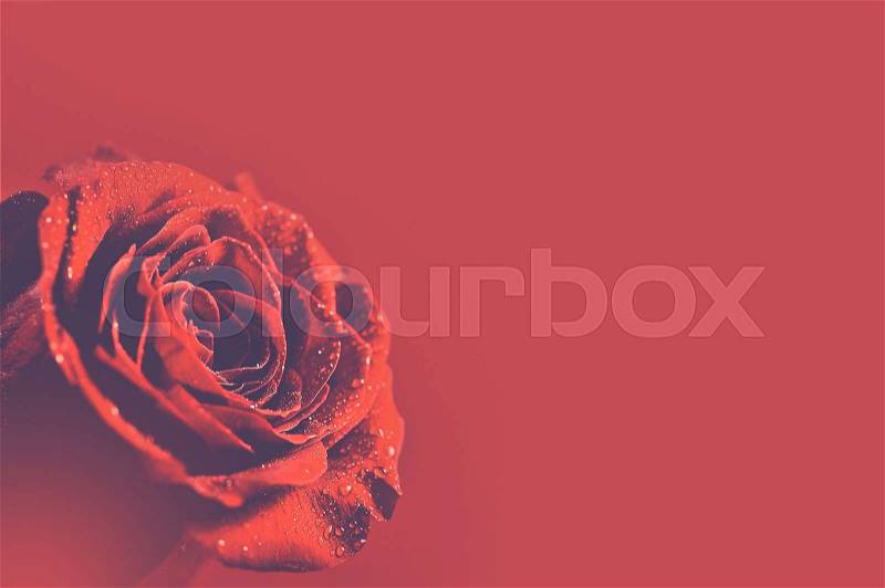 Red Rose Background. Red Burgundy Background with Rose. Copy Space, stock photo