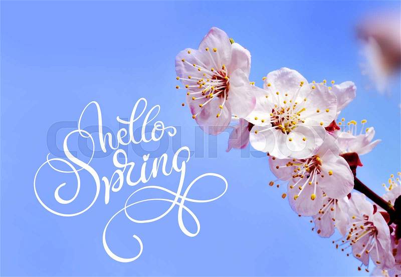 Spring flowers border and text Hello Spring. Calligraphy lettering, stock photo