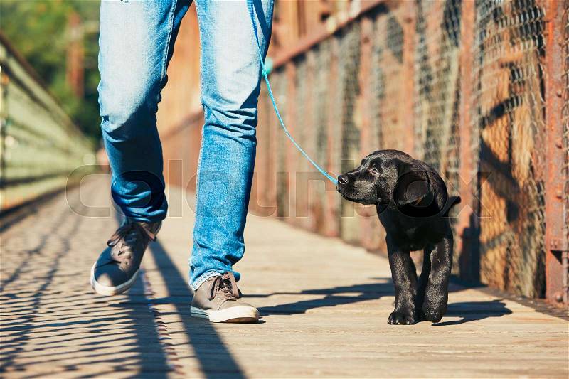 Morning walk with dog (black labrador retriever). Young man is training his puppy walking on the leash, stock photo