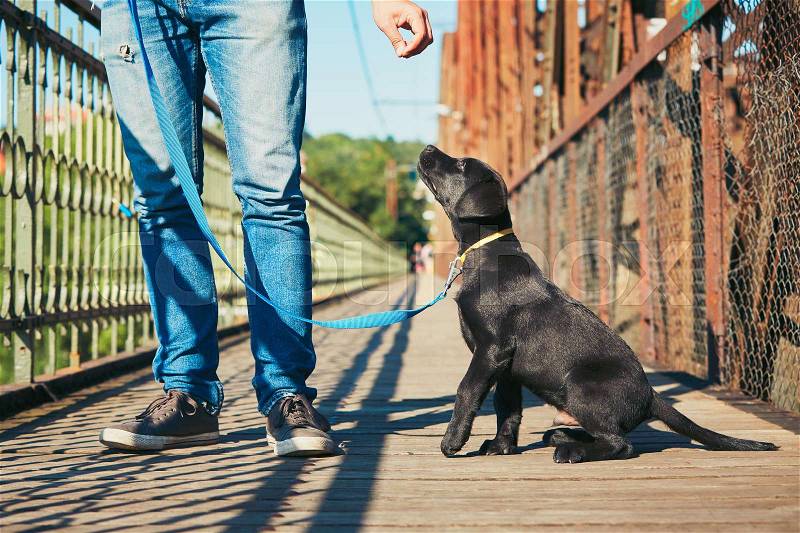 Morning walk with dog (black labrador retriever). Young man is training his puppy walking on the leash, stock photo