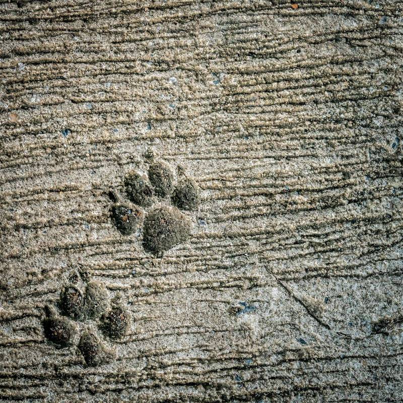 Image of Dog footprint on cement, stock photo