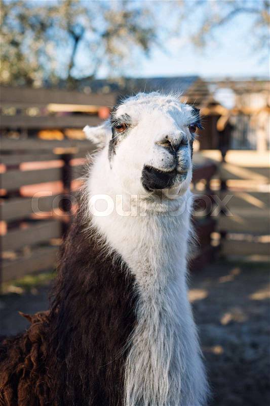 Portrait of Llama in the park or zoo. Funny domestic lama glama, stock photo