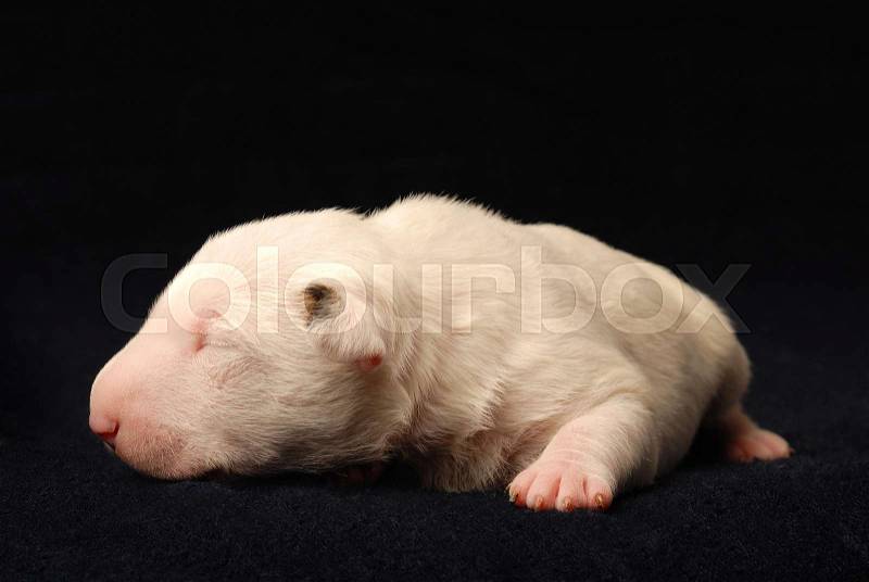Miniature Bull Terrier Puppy, ten days old, lying in side over black background, stock photo