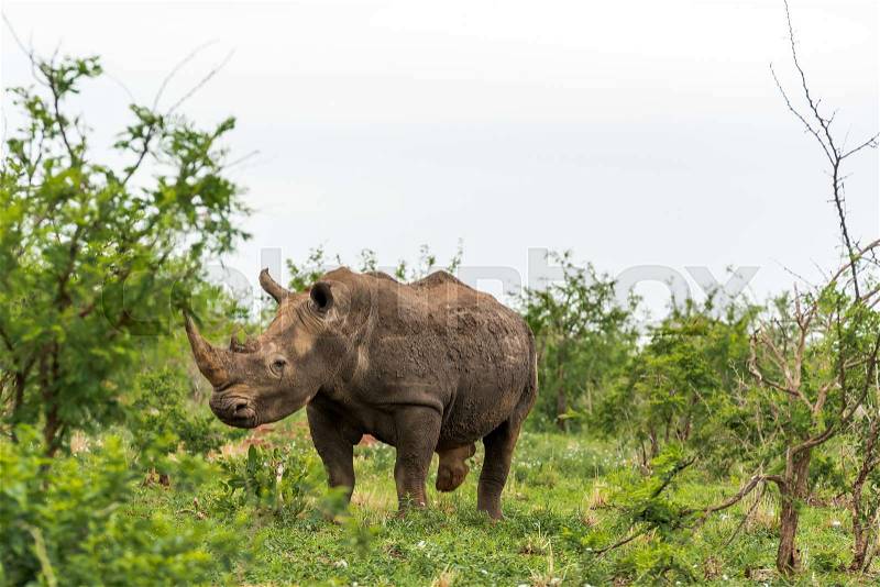 Portrait of a white rhino / rhinoceros seen from the side in an open field in South Africa, stock photo