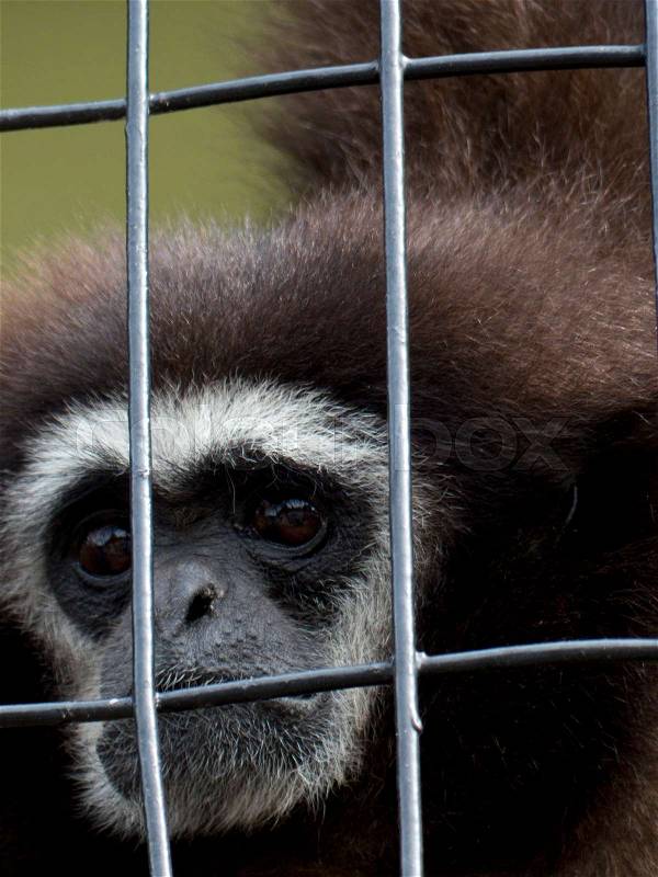Sad monkey behind bars , stock photo