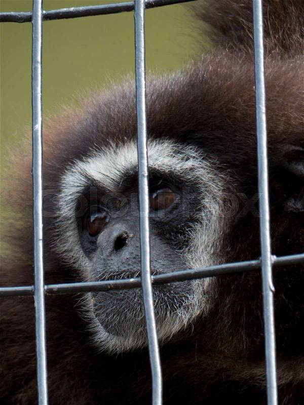 Sad monkey behind bars , stock photo