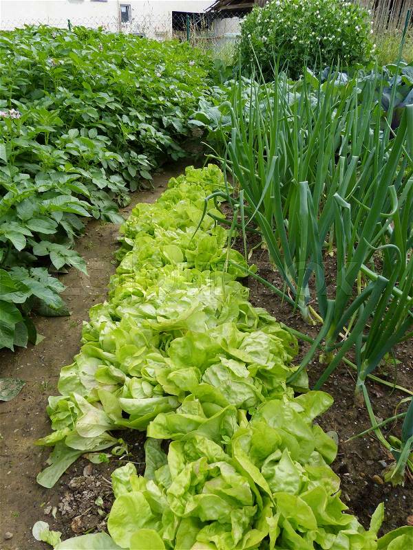 Organic garden with lettuce and shallots , stock photo
