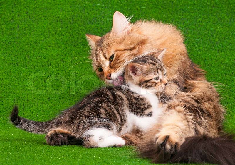 Cat grooming her kitten on artificial green grass, stock photo
