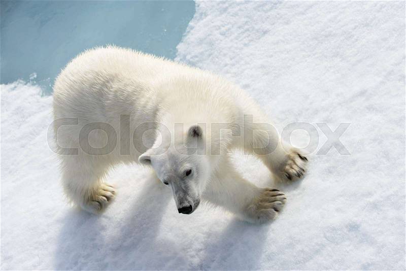 Polar bear (Ursus maritimus) on the pack ice north of Spitsbergen Island, Svalbard, Norway, Scandinavia, Europe, stock photo
