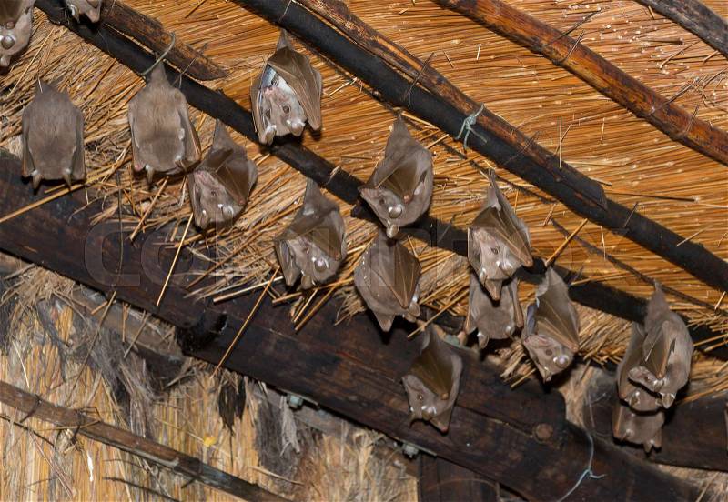 Wild bats hangin on the roof in south africa, stock photo