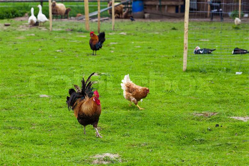 Flock of chickens grazing on the grass, stock photo