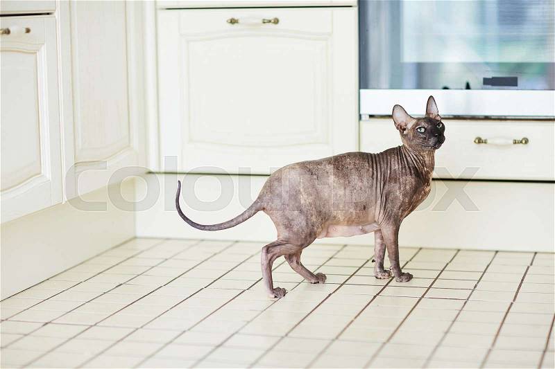 Pregnant Sphynx cat standing on kitchen tile floor and looking away with unhappy expression, stock photo