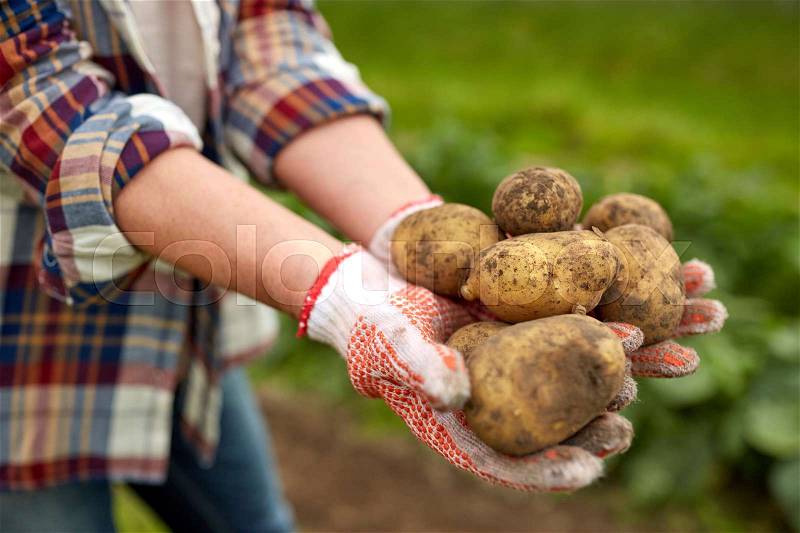 Farming, gardening, agriculture and people concept - farmer holding potatoes at farm, stock photo