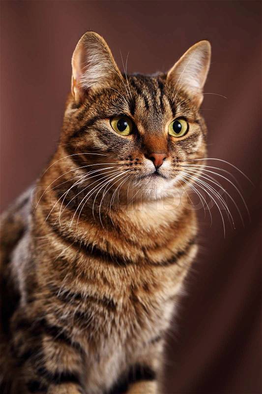 Scottish Straight cat - scottish cat with straight ears, stock photo