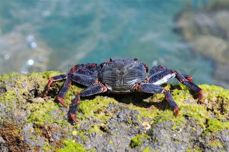 Closeup of a crab on rock near the sea, stock photo