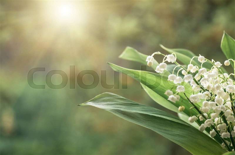Flower lily of the valley growing in forest in spring closeup, natural background, stock photo