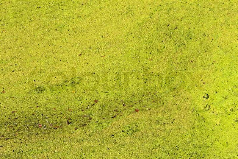 Lemna, fall leaves, dirt and many various small organisms on the surface of stagnant water, stock photo