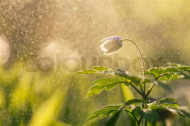 Spring flower in the rain, stock photo