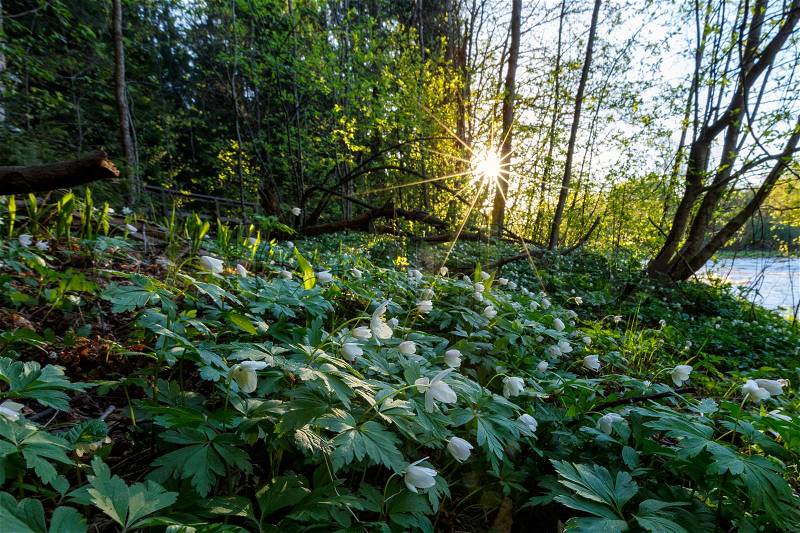 Sunny morning in the forest with flowers on the foreground, stock photo