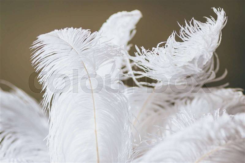 Several big white feathers isolated close-up. Selective focus, stock photo