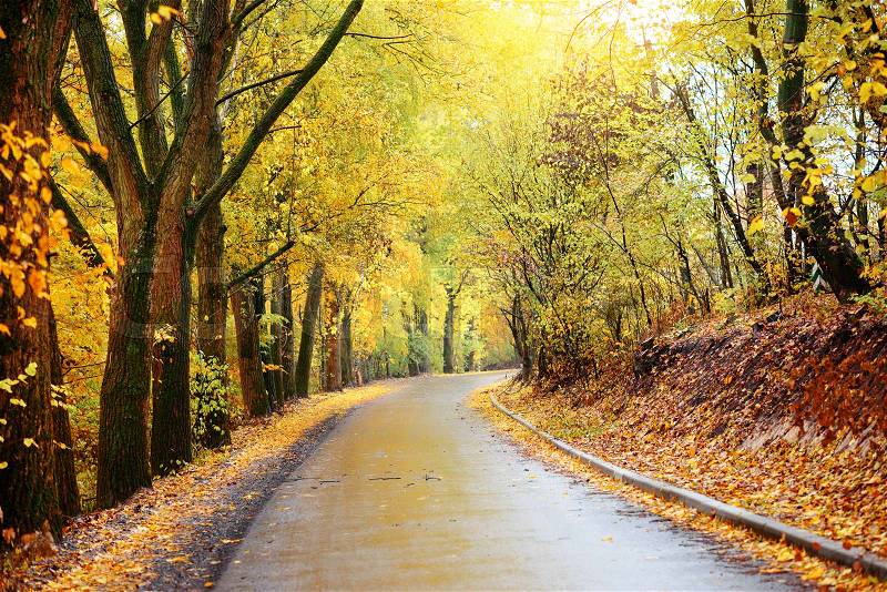 Colorful autumn landscape in the forest with old road, stock photo