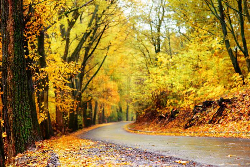 Colorful autumn landscape in the forest with old road, stock photo
