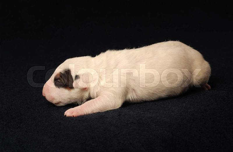 Miniature Bull Terrier Puppy, 10 days old, lying in side over black background, stock photo