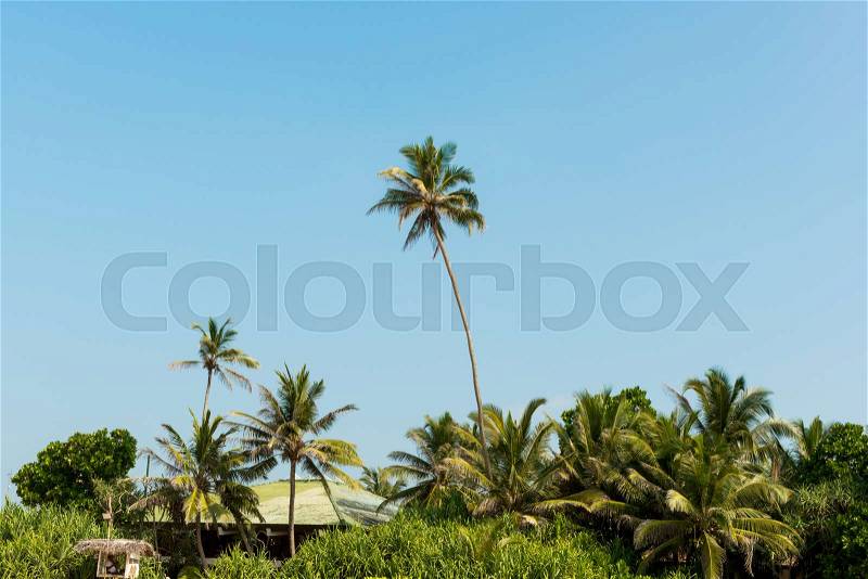 Coconut palms against the blue sky, stock photo